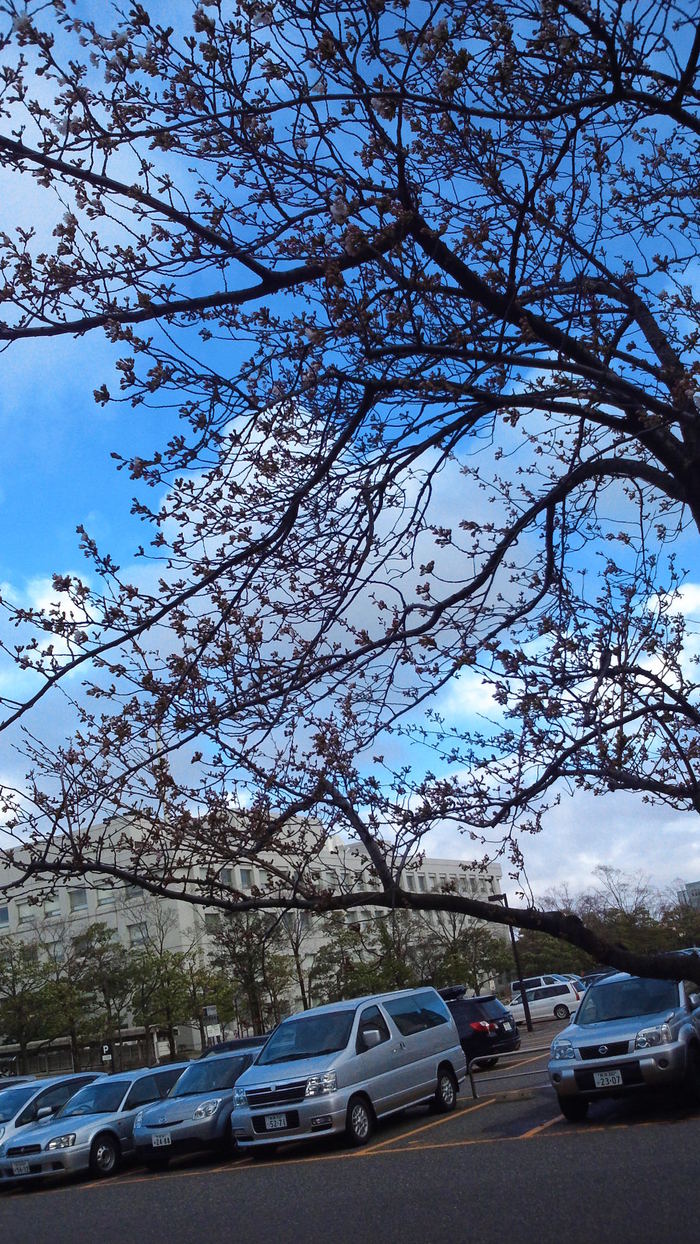 ようやく桜が咲いてきた！！　風も吹いてきた！！_c0117936_15504619.jpg