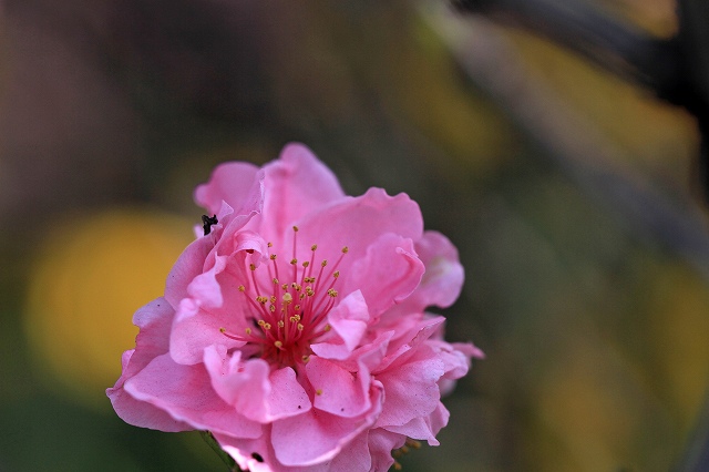 a0242438_793395.jpg
