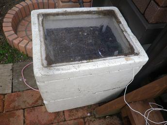 発芽育苗器やっぱり使います。_a0139242_13142350.jpg