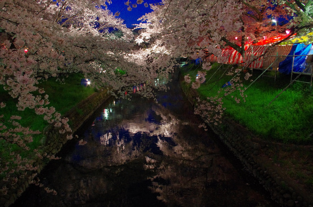 夜桜並木：岩倉　五条川_d0186245_12404486.jpg