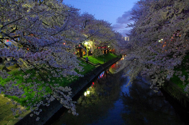 夜桜並木：岩倉　五条川_d0186245_12411470.jpg