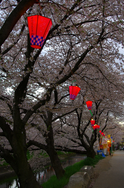 夜桜並木：岩倉　五条川_d0186245_12414632.jpg