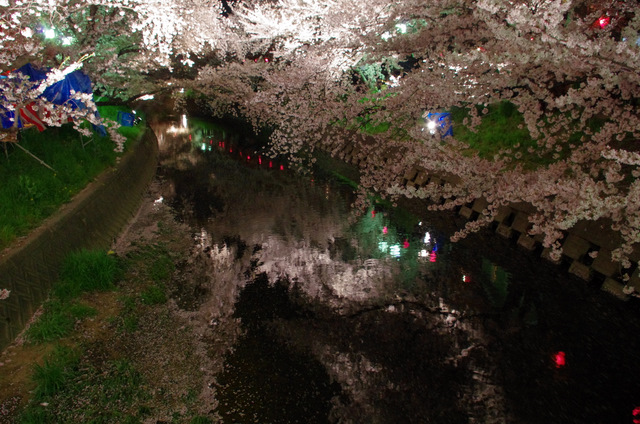 夜桜並木：岩倉　五条川_d0186245_12431069.jpg