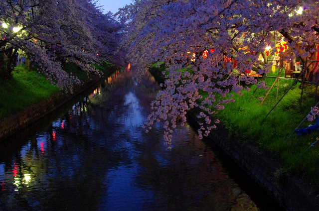 夜桜並木：岩倉　五条川_d0186245_1249267.jpg