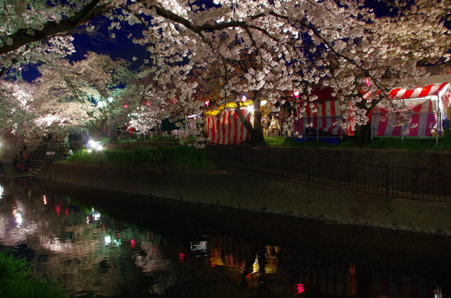 夜桜並木：岩倉　五条川_d0186245_1251650.jpg