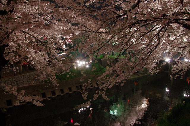 夜桜並木：岩倉　五条川_d0186245_12522143.jpg