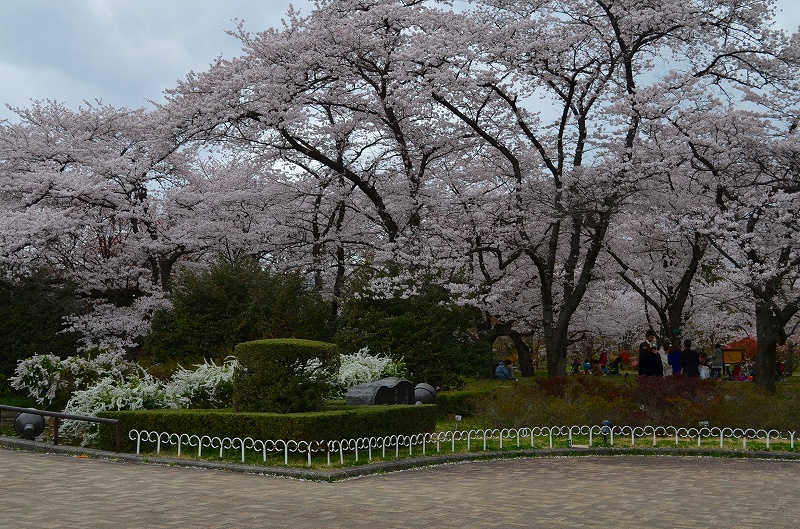 京都府立植物園の桜の季節2013_e0237645_23191689.jpg