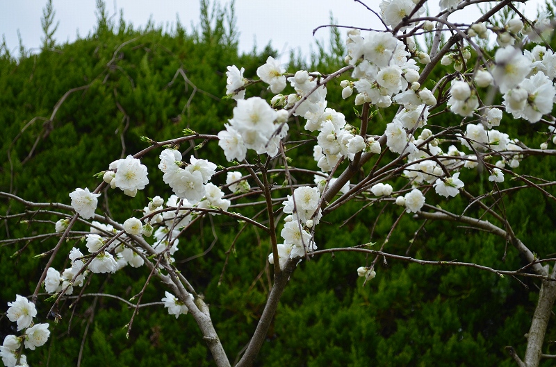 京都府立植物園の桜の季節2013_e0237645_23241129.jpg