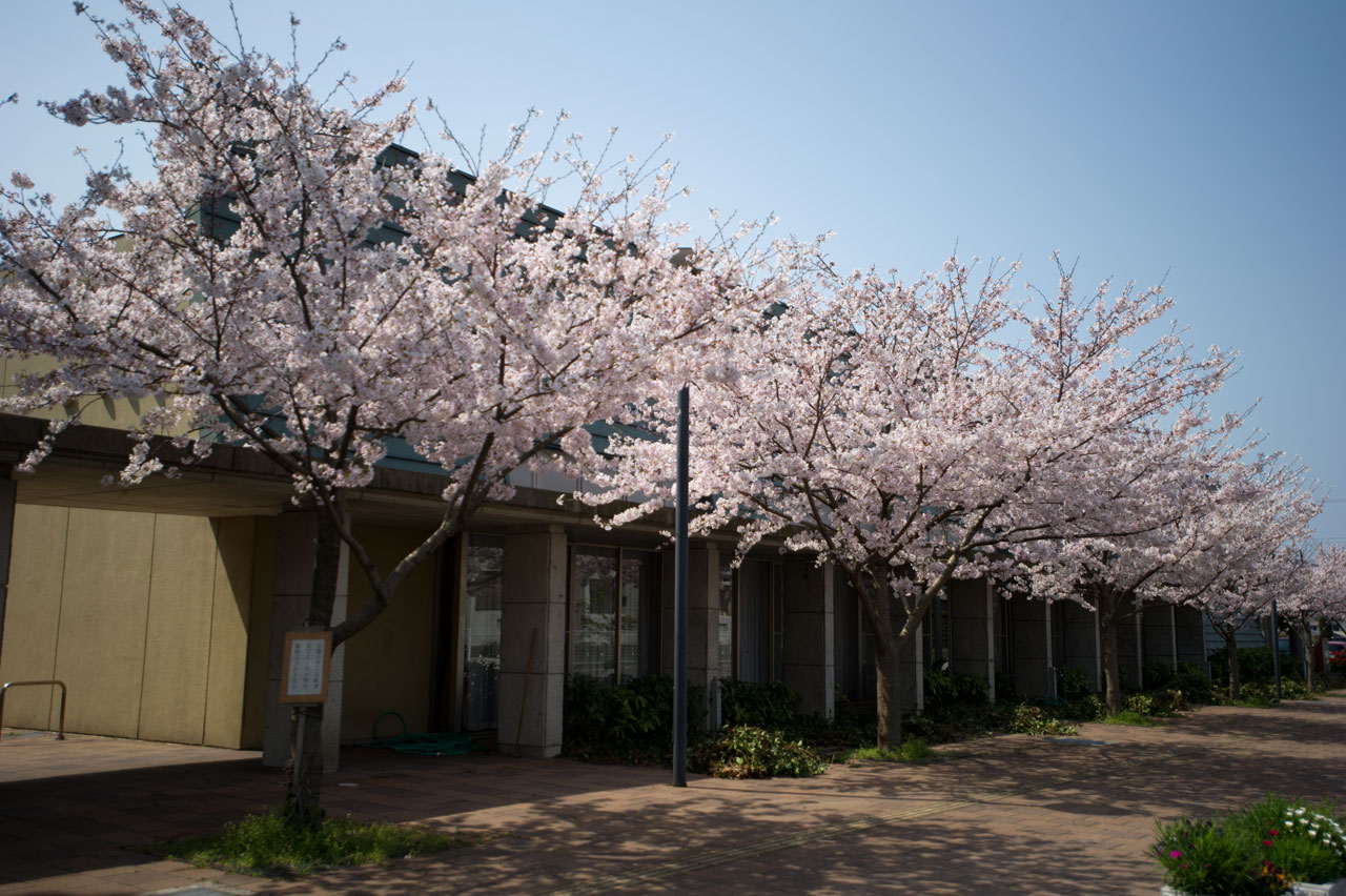 ★ご近所桜巡り１７　福津市宮司浜_b0023047_1573186.jpg