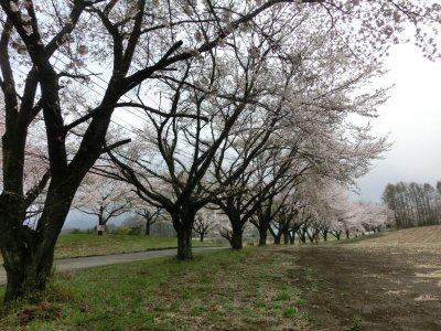 新府の桃は満開♪_f0019247_16592075.jpg