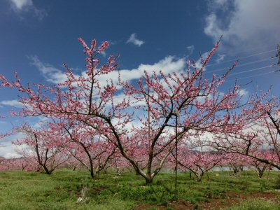 新府の桃は満開♪_f0019247_1714511.jpg