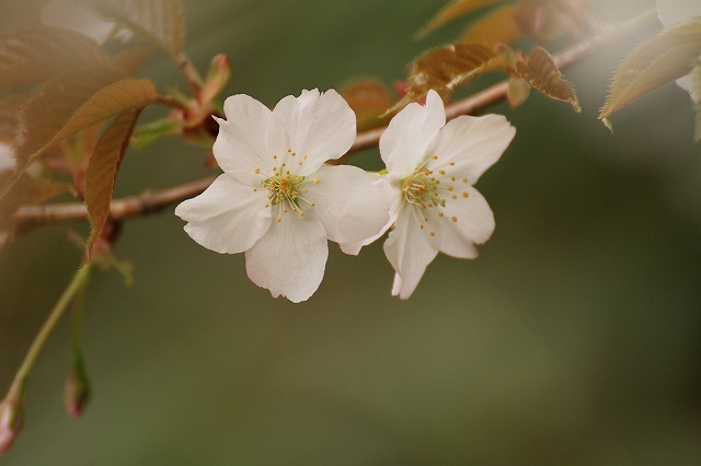 桜　６_c0155950_17483025.jpg