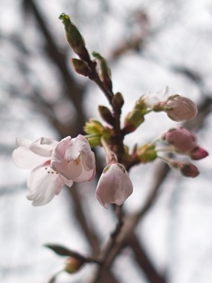 朽木 小川桜まつり 満開の伊香立桜 朽木小川より Itiのデジカメ日記 高島市の奥山 針畑からフォトエッセイ