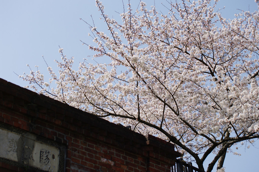 桜　～蹴上 インクライン～_f0152550_18494012.jpg