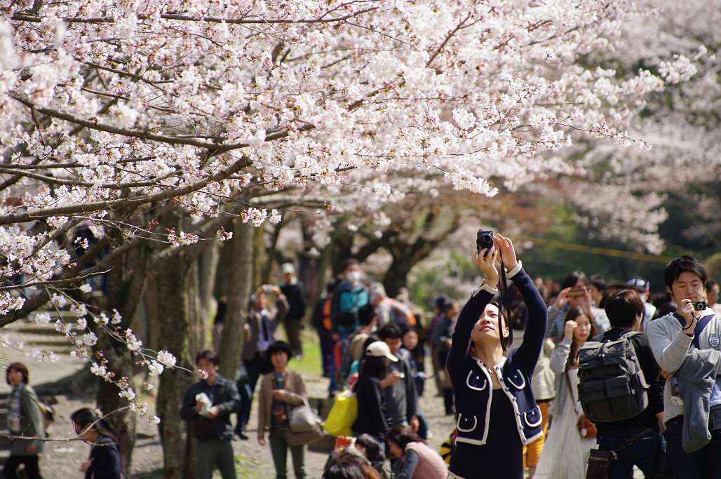 桜　～蹴上 インクライン～_f0152550_18502716.jpg