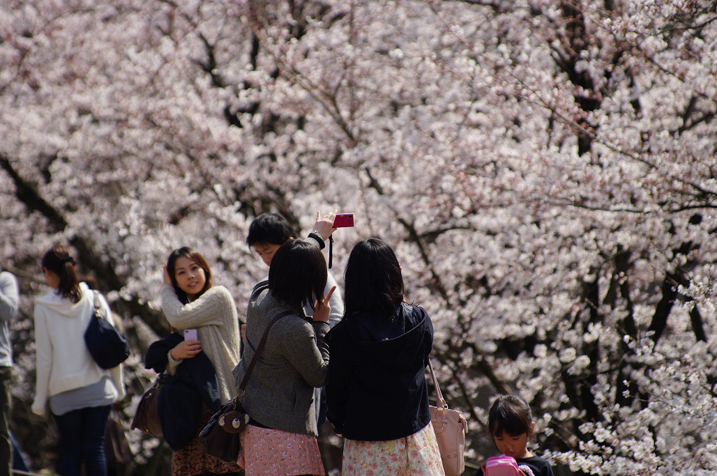 桜　～蹴上 インクライン～_f0152550_18503259.jpg