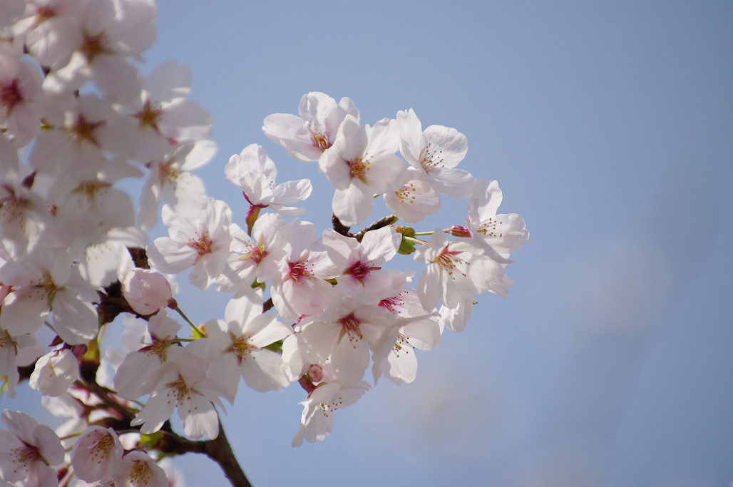 桜　～蹴上 インクライン～_f0152550_18505029.jpg