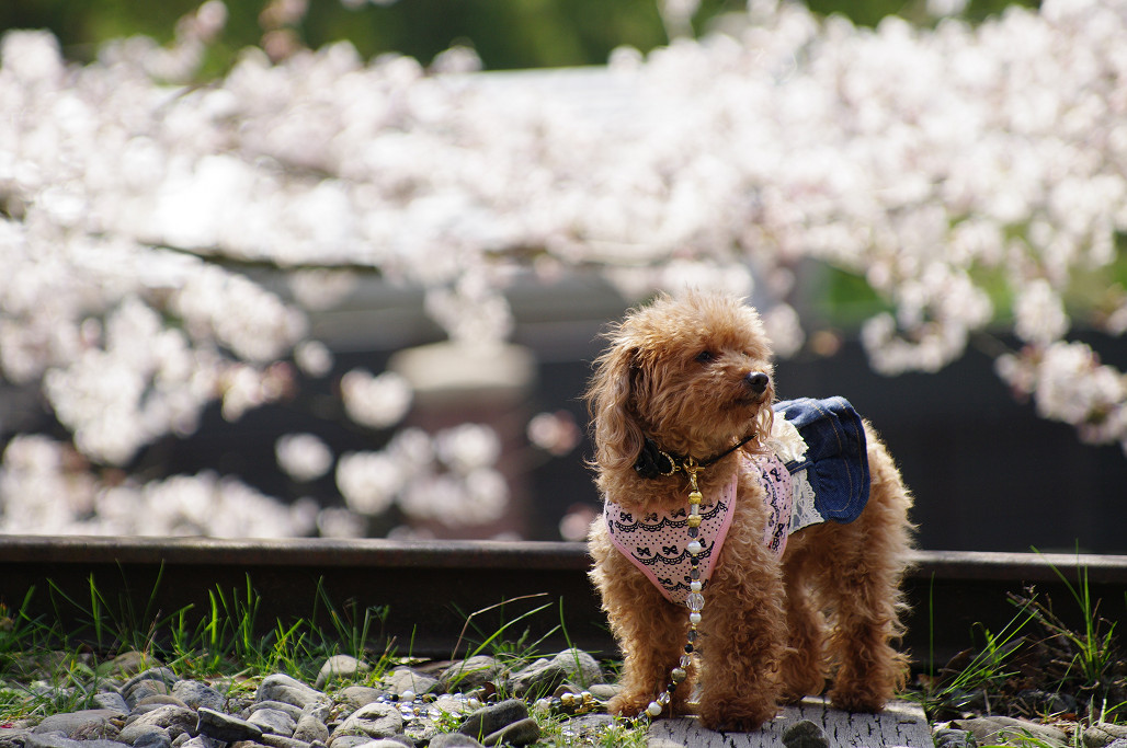 桜　～蹴上 インクライン～_f0152550_18511410.jpg