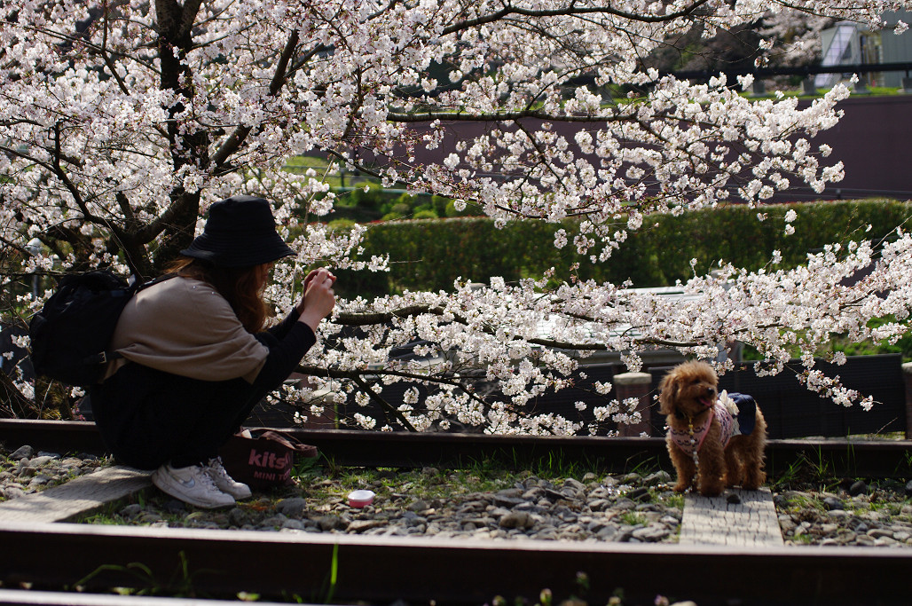 桜　～蹴上 インクライン～_f0152550_18512021.jpg