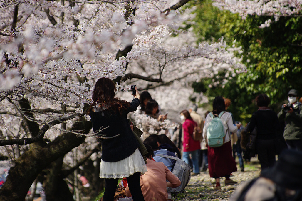 桜　～蹴上 インクライン～_f0152550_1851514.jpg