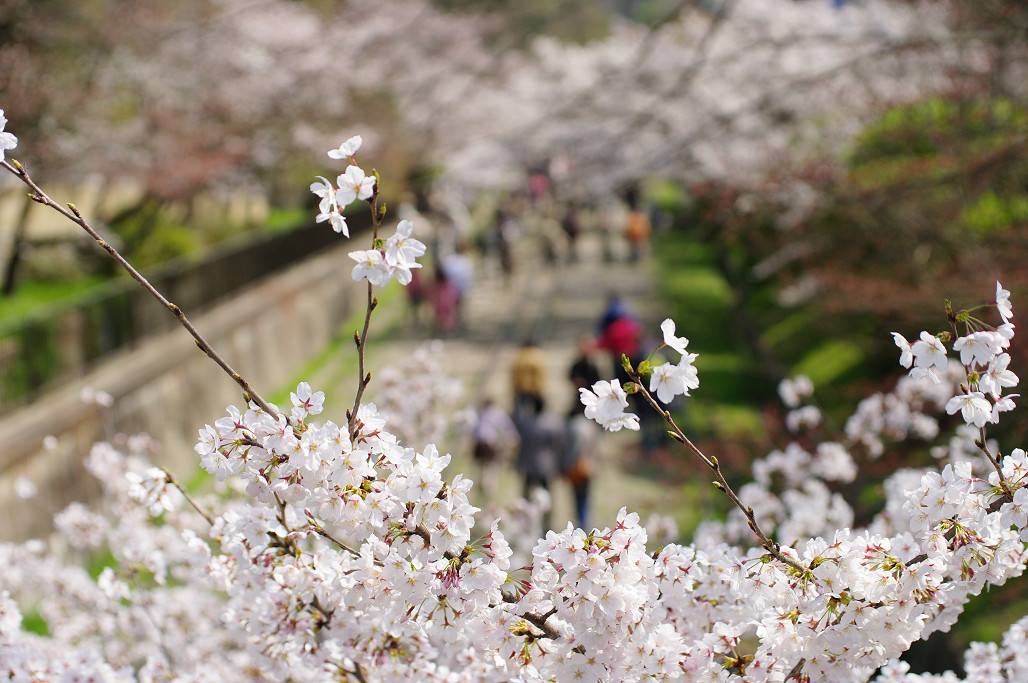 桜　～蹴上 インクライン～_f0152550_18523569.jpg