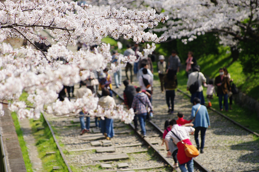 桜　～蹴上 インクライン～_f0152550_18524634.jpg