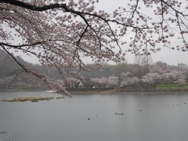 富岡、桜めぐり_d0199351_2161839.jpg