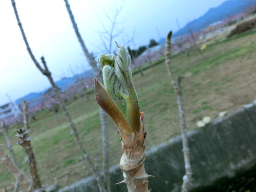受粉の準備始まりました。_a0263653_2253595.jpg