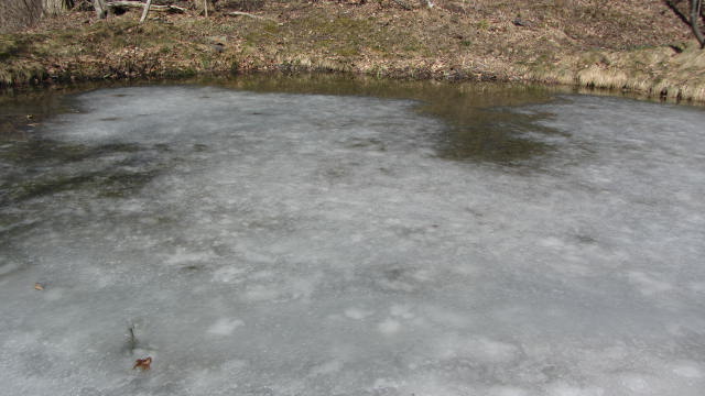 金魚池の氷が溶けた。_b0247153_22355919.jpg