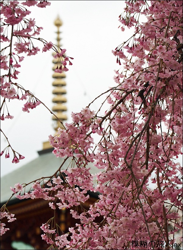 久米田寺の塔と桜　～桜爛漫（６）_f0140054_93141.jpg