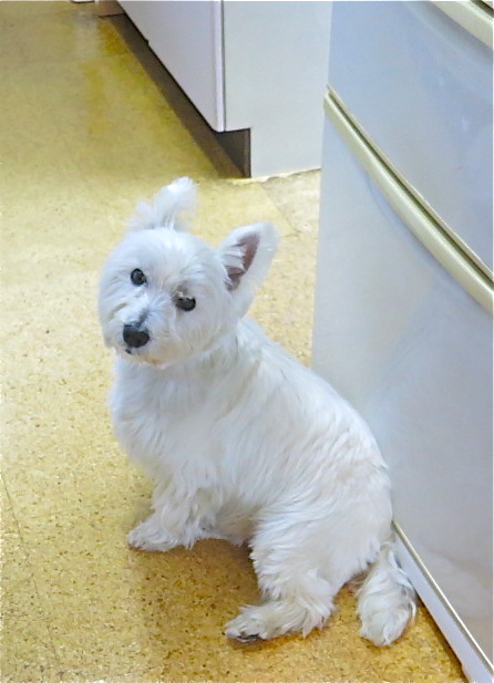 若冲さんちの「わんこ」_c0260460_7574991.jpg