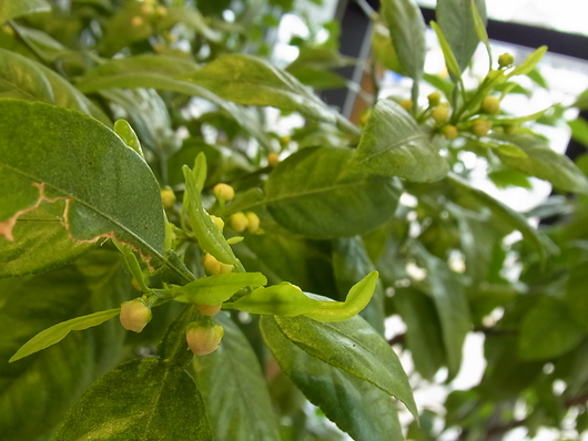 c0247861_12504675.jpg