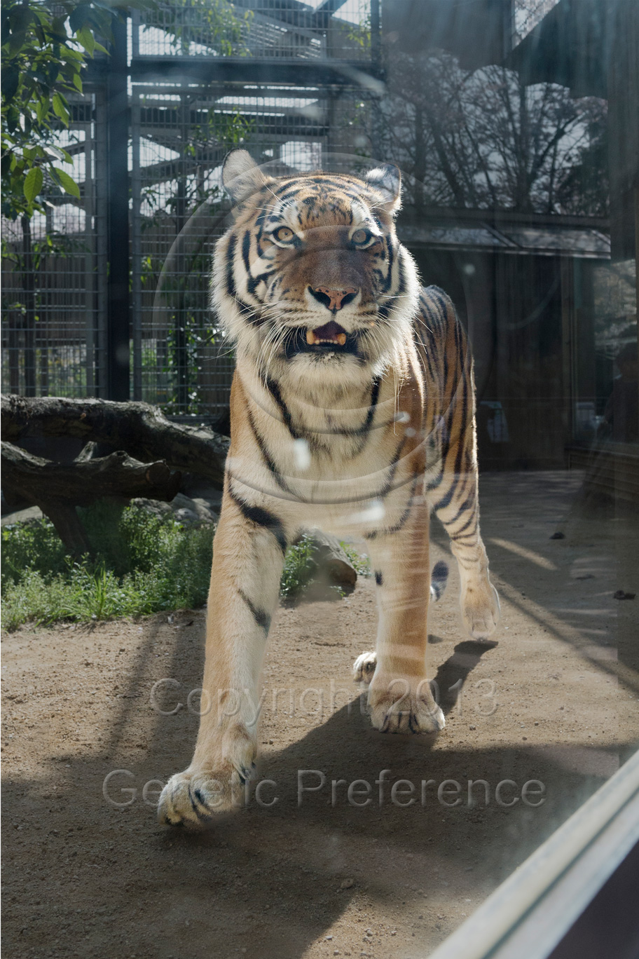 王子動物園～桜の季節2013_a0111162_12353346.jpg