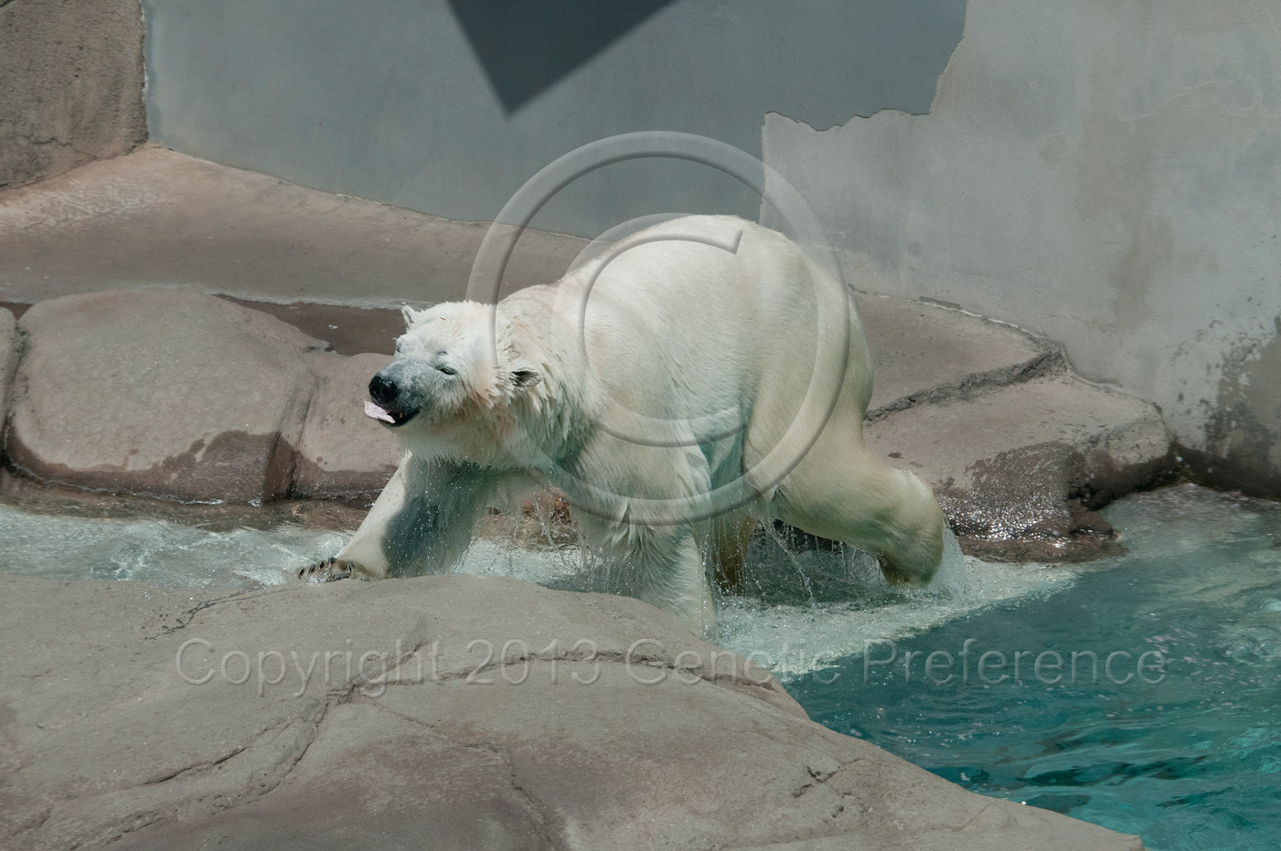 王子動物園～桜の季節2013　（4）_a0111162_12471955.jpg