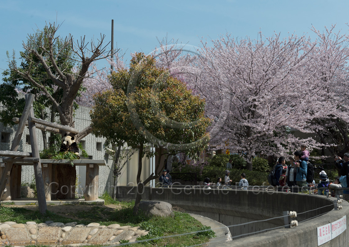 王子動物園～桜の季節2013　（7）_a0111162_1257441.jpg