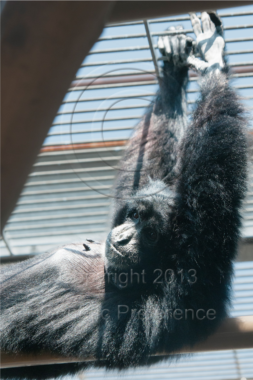 王子動物園～桜の季節2013　（9）_a0111162_1363749.jpg