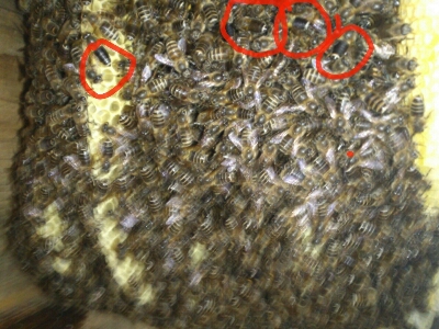 e0147362_14123727.jpg