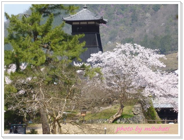 出石城跡の桜_c0161269_172541.jpg