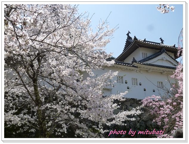 出石城跡の桜_c0161269_1761268.jpg