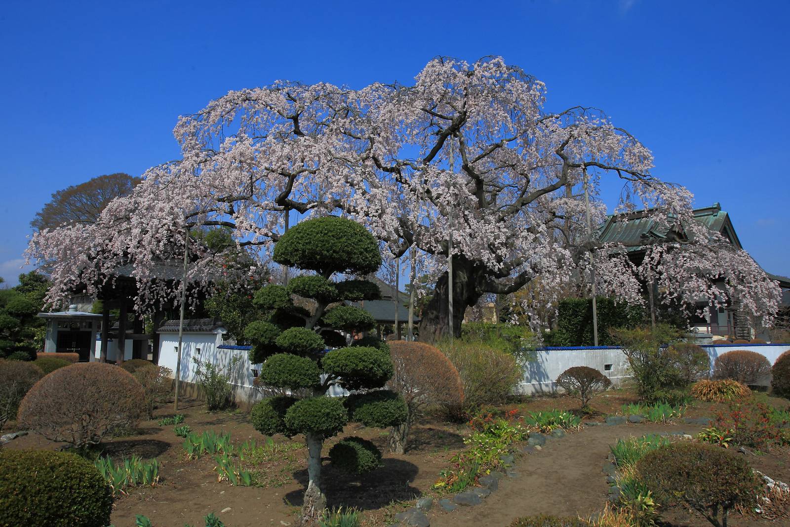 ■　広琳寺の枝垂れ桜　2013_e0197769_23273426.jpg