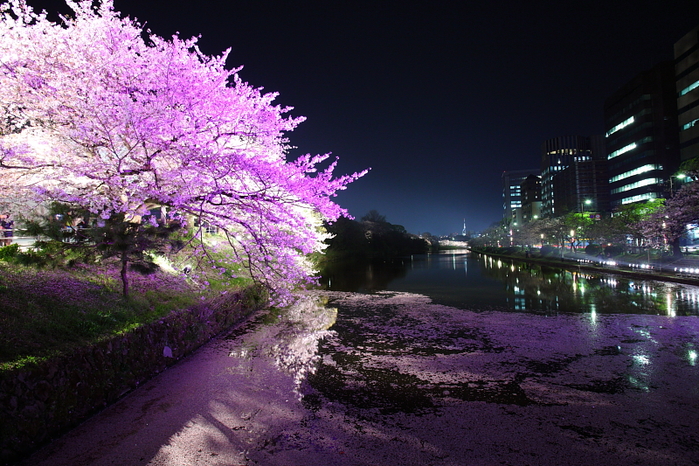  福岡城さくらまつり　Light Up_e0184970_17531696.jpg