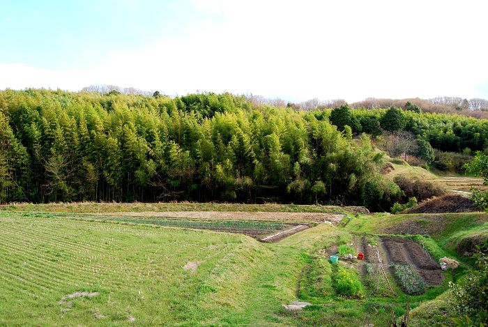 トルコのお土産♪八多イチゴ_b0165872_20244279.jpg