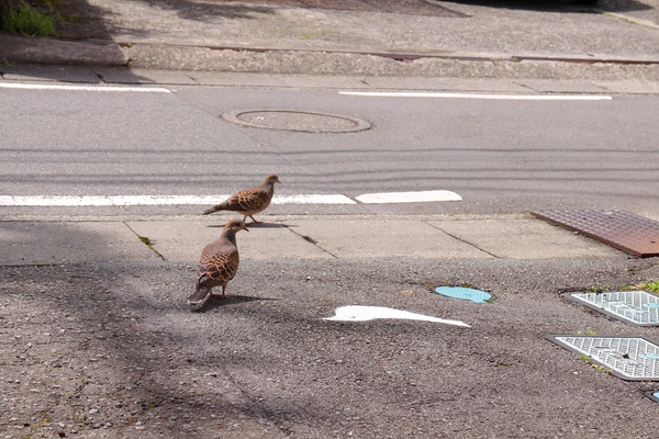 Hato_b0016474_17415824.jpg