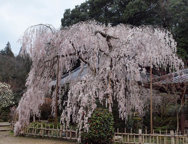 小糸しだれ桜☆_b0221377_1084152.jpg