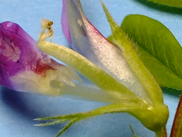 e0145782_8421331.jpg