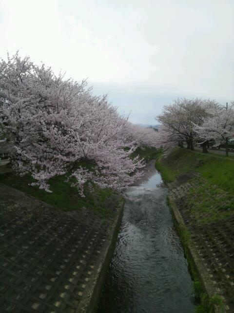 桜そして　　大雨！！！_f0202682_18172161.jpg