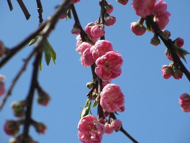 b0182884_14443519.jpg