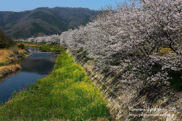 北房の桜_c0083985_1194919.jpg