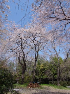 a0137192_11131286.jpg