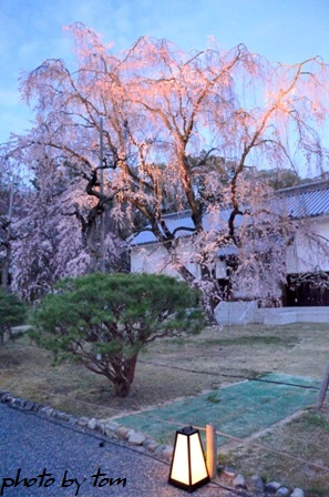 京を歩く～洛中「二条城」 桜ライトアップ-1-_b0155692_9122756.jpg